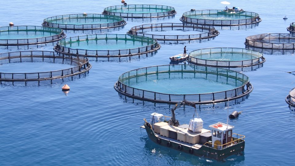 Maroc. Pour Dakhla, Akhannouch mise à fond sur l’aquaculture