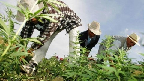 Exclusif. Maroc: une amnistie générale en faveur des cultivateurs de cannabis pour aller de l’avant