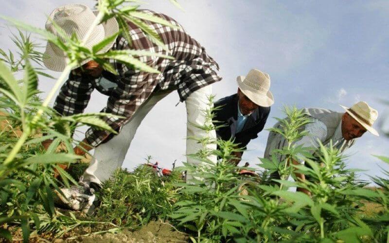 Exclusif. Maroc: une amnistie générale en faveur des cultivateurs de cannabis pour aller de l’avant