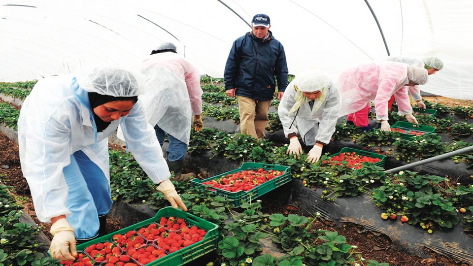 Pour la main d’oeuvre agricole saisonnière, l’Espagne veut tourner la page du Maroc