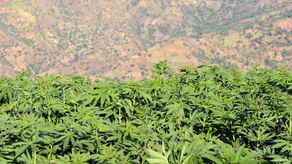 Légalisation du cannabis au Maroc: le dilemme du THC