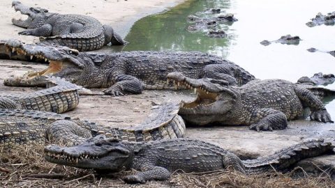 Insolite. Timsah Farm, une société qui va produire du cuir de crocodiles au Maroc