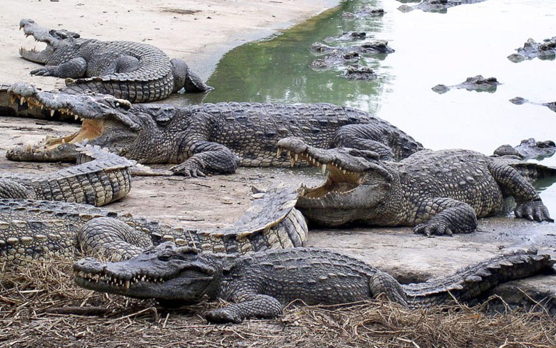 Insolite. Timsah Farm, une société qui va produire du cuir de crocodiles au Maroc