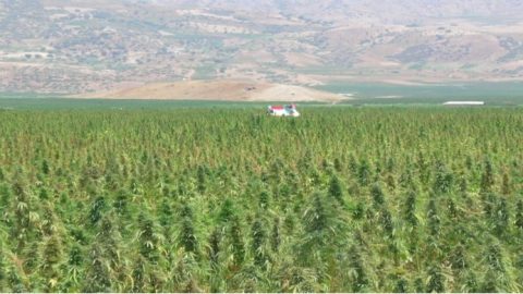 Cannabis au Maroc: le gouverneur Mohammed El Guerrouj, DG de l’ANRAC, recherche trois directeurs provinciaux