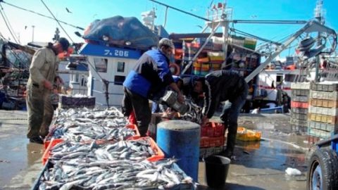 La pêche maritime rapporte au Maroc 2,6 milliards de dollars chaque année   