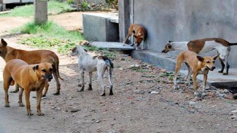 Maroc: Marrakech va être dotée d’un centre de stérilisation des chiens errants