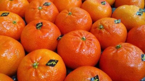 Les exportations marocaines de fruits et légumes vers la Russie en forte baisse en 2022