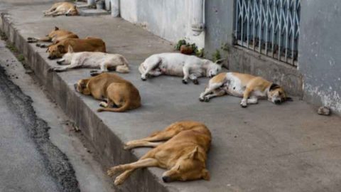 Après Marrakech, Agadir va se doter d’un refuge pour chiens et chats errants pour plus de 21 millions de dirhams