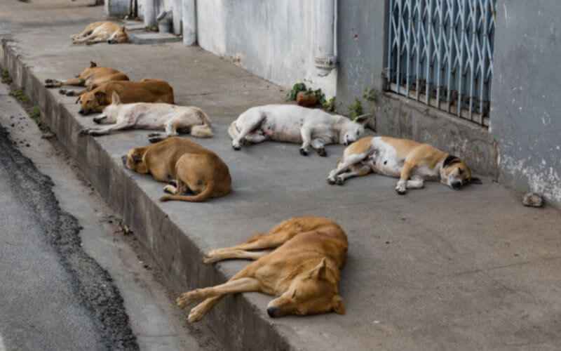 Après Marrakech, Agadir va se doter d’un refuge pour chiens et chats errants pour plus de 21 millions de dirhams