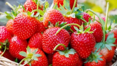 Agriculture : Le Maroc s’arroge 2 % de la production mondiale de fraises