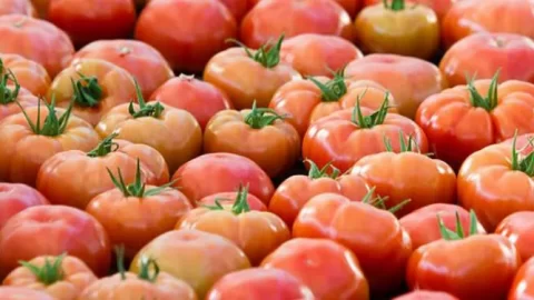 Au premier trimestre 2023, le Maroc a couvert 80% des besoins de l’Espagne en tomates