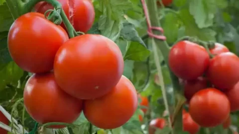 La forte hausse des exportations marocaines de tomates  vers l’Europe et les nouvelles exploitations au Sahara inquiètent les producteurs espagnols