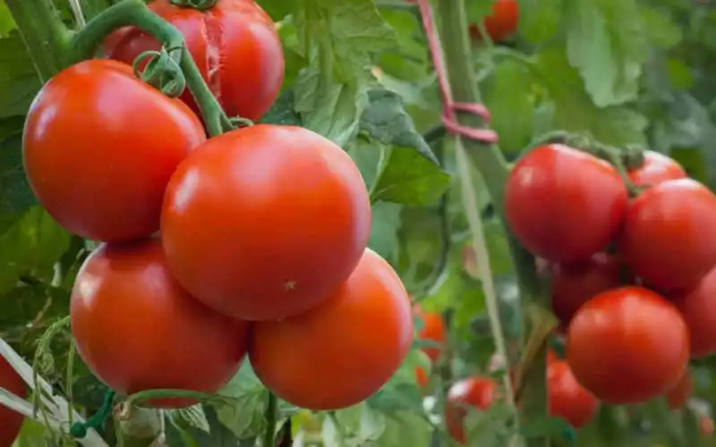 La forte hausse des exportations marocaines de tomates  vers l’Europe et les nouvelles exploitations au Sahara inquiètent les producteurs espagnols