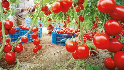 Avec 1 milliard de dollars, les exportations marocaines de tomates établissent un nouveau record en 2023