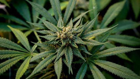 Cannabis légal au Maroc: Proximo Expertise va auditer les comptes de l’ANRAC