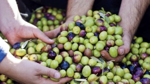 Encore un scandale de l’ONSSA : les Marocains consomment des olives de table contaminés