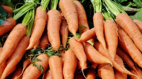 Agriculture. Le Maroc augmente massivement ses exportations de carottes vers l’Espagne