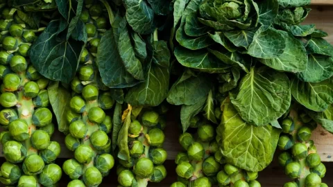 Percée fulgurante des exportations de choux de Bruxelles marocains sur le marché britannique