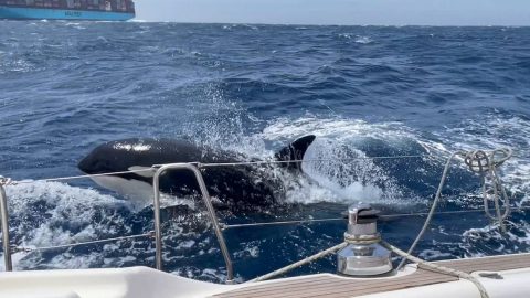 Insolite. Des orques attaquent et coulent un yacht polonais au large du port marocain de Tanger-Med