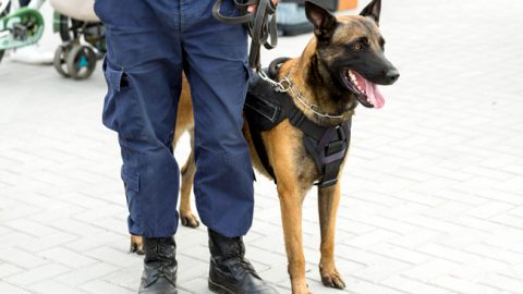 Maroc. Sécurité: pour 6 millions de dirhams, Glonet va déployer ses maîtres-chiens au port de Casablanca