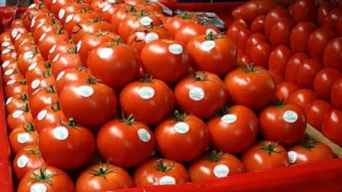 A cause des changements climatiques, les exportations de tomates du Maroc chutent de 20 %