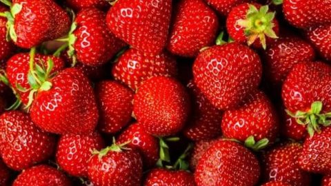 Nouvelle alerte de l’UE sur l’existence de l’hépatite A dans des exportations des fraises marocaines destinées à la Pologne