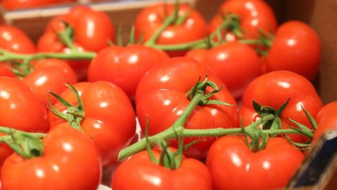 Avec 125 mille tonnes exportées en 2023, les tomates marocaines détrônent les tomates espagnoles sur le marché britannique