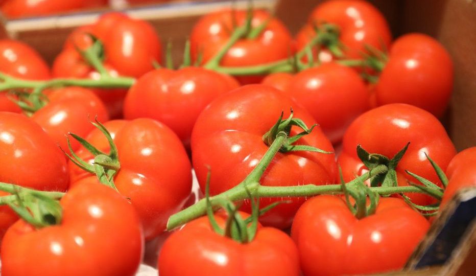 Avec 125 mille tonnes exportées en 2023, les tomates marocaines détrônent les tomates espagnoles sur le marché britannique