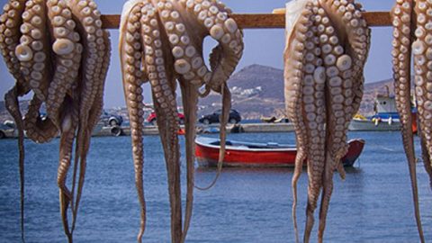 Espagne : le poulpe importé de Mauritanie gagne du terrain sur celui du Maroc