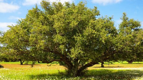 Exclusif. Dans le Souss, le Maroc va régénérer des milliers d’hectares de l’arganier 