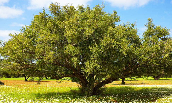 Exclusif. Dans le Souss, le Maroc va régénérer des milliers d’hectares de l’arganier 