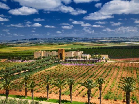 Maroc. Le producteur de vin Les Celliers de Meknès change de nom et augmente son capital